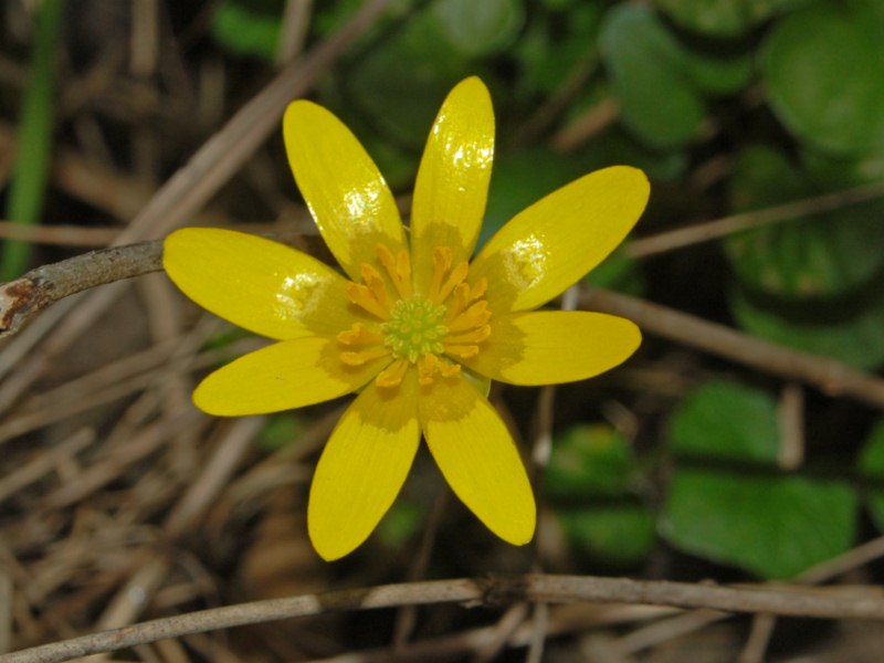 Ranunculus ficaria sl.